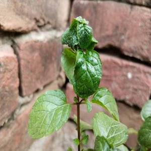 Nouvelles feuilles de basilic indien pour cuisines professionnelles, herbes culinaires aromatiques pour restaurants et fournisseurs de services alimentaires - Product Image 3