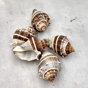 เครื่องประดับชายหาดสไตล์โบฮีเมียน เปลือกหอยธรรมชาติคุณภาพสูง ของตกแต่งเปลือกหอยจากทะเล - Product Image 2