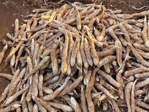 Poudre d'arrowroot du Vietnam 100% naturelle de qualité alimentaire, amidon d'arrowroot pour la pâtisserie et l'épaississement, fournisseur OEM en vrac pour l'exportation - Product Image 6