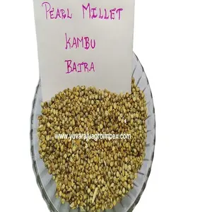 Top 1 Qualität indische Trocken-Bajra-Exporteure / Hersteller von grünem Hirsch / Händler von Perlenhirsch / Lieferanten von Bohrblüten in Indien