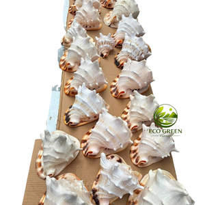เปลือกหอยธรรมชาติสำหรับตกแต่งภายในสไตล์โมเดิร์นริมชายฝั่ง ห้องสไตล์โบโฮ งานเลี้ยงธีมมหาสมุทร โต๊ะงานแต่งงาน และจุดจัดแสดงสินค้า - Product Image 5