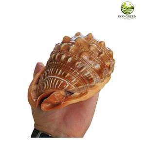 Concha Marina Decorativa Natural Amarilla con Cuernos para Decoración del Hogar Costero, Bodas, Acuarios, Manualidades, Recuerdos y Regalos - Product Image 6