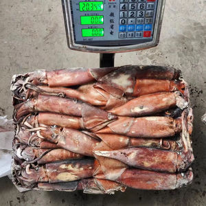 Calamars (seiche) surgelés <span class=keywords><strong>de</strong></span> qualité supérieure pour la restauration – Vente en gros à prix abordable <span class=keywords><strong>de</strong></span> viande <span class=keywords><strong>de</strong></span> calamars surgelée pure - Product Image 2