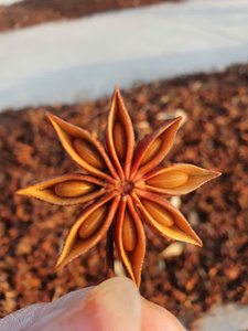 Anis étoilé frais et séché de qualité supérieure en provenance du Vietnam et pour l'exportation. Contactez Mme Doris +84 35 254 2206 - Product Image 5