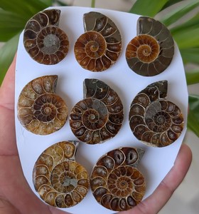Cortizos de fósiles de ammonites - Cleoniceras - Colección de conchas - Colgante - Fern - Gabinete de curiosidades - Product Image 1