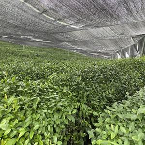 オーガニックグリーンティーパウダーブランド日本1kg日本儀式抹茶グリーンティーOEM卸売高品質工場 - Product Image 6