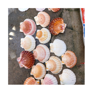 Natural Handicrafts Raw Seashell Fish for Vase Small Accessories Decoration 1-3CM White Scallops <b>Ornaments</b> - Product Image 2