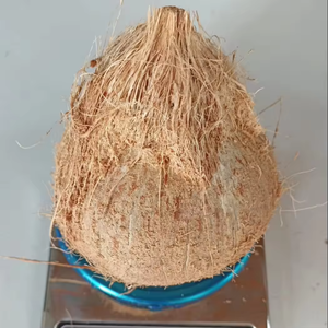 Coco fresco y seco, semidescascarado, procesado para exportación desde Vietnam - Product Image 2