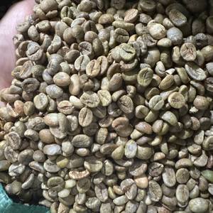 Grains de café Robusta de qualité supérieure, de faible teneur en noir et bruts, pour torréfaction, provenant directement de la ferme. - Product Image 4