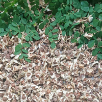 Semillas de Moringa Secas Enteras Premium de Indonesia con 12 Meses de Vida Útil