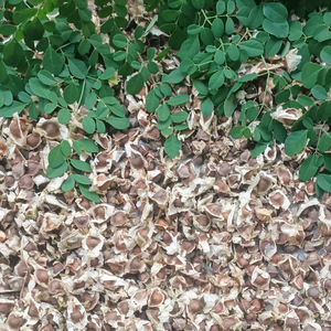 Graines de Moringa sèches entières Produit agricole de qualité supérieure - Product Image 1