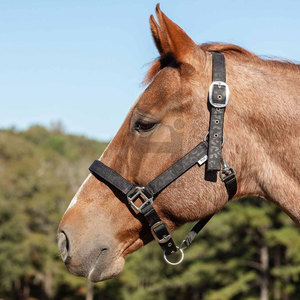 Collar de cuero halter de diseño personalizado para caballos, equipo ecuestre, halter de cuero con acolchado suave de Alexandria Industries - Product Image 5