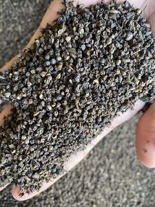 Pimienta Negra Vietnamita Pinhead de Alta Calidad, Binh Phuoc, 50 kg, 2 Años de Duración, Gran Cantidad, Venta al por Mayor, Calidad de Exportación, Ms. Sophie - Product Image 5