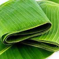 Bananenblad-Bananenblad Natuurlijk En Milieuvriendelijk Van Leverancier Vietnam
