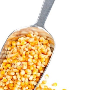 Maíz Forrajero de Primera Calidad al por Mayor, Grado Alimenticio para Animales, el Más Vendido, Disponible para Exportación - Product Image 2