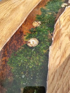 Wooden Moss <b>Epoxy</b> River <b>Table</b> Natural Live Edge Handmade Rustic <b>Coffee</b> <b>Table</b> Forest Inspired Resin Furniture Statement Piece - Product Image 3