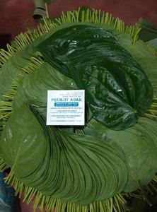 Hojas de Betel Orgánicas Frescas de Primera Calidad, Utilizadas para Paan Natural y Preparaciones Tradicionales al Mejor Precio - Product Image 5