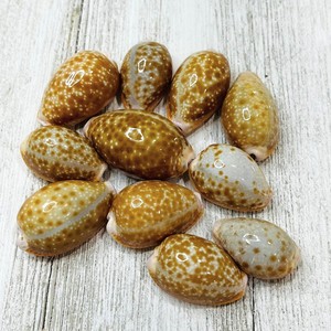 Tiger cowrie <b>shells</b> supplier sale cowry <b>shell</b> bulk deal seashell for craft aquarium <b>ornament</b> - Product Image 1