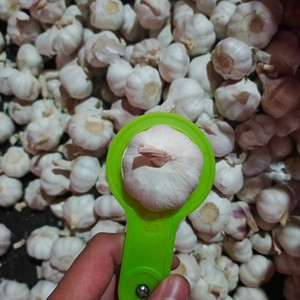 Proveedor mayorista de ajo fresco orgánico a granel, de alta calidad, puro y fresco, a precio de descuento para suministro al por mayor. - Product Image 4