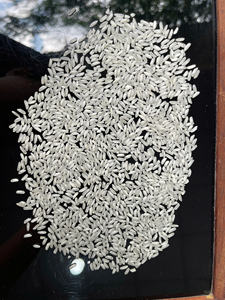 Riz blanc long grain naturel parfumé, 5% brisures, nouvelle récolte, 5 kg, en sac BOPP, prêt à l'exportation en vrac - Meilleures ventes - Product Image 4