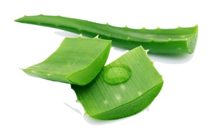 Haute qualité ALOVERA Aloe Vera feuille de couleur verte fraîche du Vietnam - Product Image 3