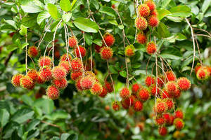Canned Rambutan in <b>Light</b> Syrup Ready to Eat Fruit Preserves Tin for Dessert and Food Service - Product Image 6