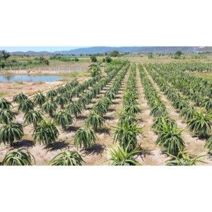 330ml puede VINUT White Dragon Fruit espumoso Bebidas carbonatadas Directorio de fabricantes - Product Image 2