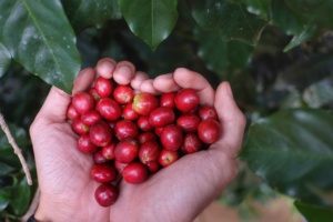 เมล็ดกาแฟเวียดนามใหม่ กาแฟโรบัสต้า อาราบิก้า พรีเมียม - ขายดี ราคาดี 60 กก. บรรจุถุง PP หรือกระสอบป่าน - Product Image 5