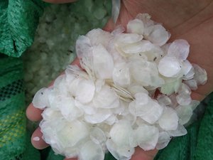 Escamas de Pescado al por Mayor, Materia Prima Marina a Granel para el Mercado de Exportación - Product Image 6