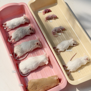 Ratones Congelados para Alimentación (10-15g) – Empaque Individual |   Enriquecido con Probióticos - Product Image 4