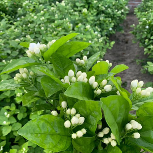 Fleurs de jasmin fraîches en gros, fleurs parfumées naturelles pour la fabrication du thé, la décoration de mariage, utilisation florale - Product Image 4