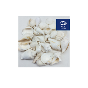 ARTÍCULO POPULAR: Conchas Marinas Ecológicas, Seguras y Limpias, Ideales para Decoración de Eventos y Centros de Mesa, Directamente del Vendedor - Product Image 1