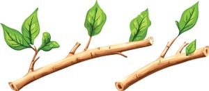Bâtonnets de Miswak Naturels pour l'Hygiène Bucco-Dentaire Quotidienne et le Nettoyage des Dents – Bâtonnets Traditionnels pour l'Hygiène Personnelle - Product Image 4