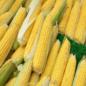 ข้าวโพด GMO คุณภาพพรีเมียม ขายส่งราคาดีที่สุด เกรดอาหาร คุณภาพสูงสุด ผู้ผลิตส่งออก - Product Image 4