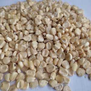 ราคาต่ำรับประกันที่มีคุณภาพสูงสีขาวไฮบริดข้าวโพดธัญพืชสำหรับอาหารนกและอาหารสัตว์จากอินเดีย - Product Image 6