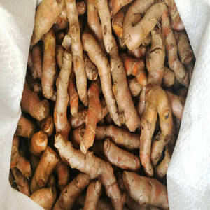 Doigts de curcuma entiers indiens pour l'emballage d'épices en marque blanche, la distribution en gros, les achats en vrac et le commerce international - Product Image 4