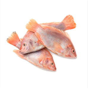 Tilapia Roja Congelada Natural IQF, Pescado Entero en Caja de 20 kg, Grado de Suministro para Restaurantes y Hoteles - Product Image 4