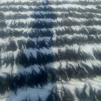 Poils de queue principaux de buffle, de boeuf et de cheval naturels, noirs, blancs et bruns secs de 6 à 20 pouces au-dessus à des prix de gros agate par M R S EXPORTS