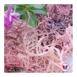 BEST-SELLER Algues Marines Naturelles Séchées Purple Seamoss Raw Cottonii – Matière Première Écologique B2B pour Agent Gélifiant Industriel et Extraction - Product Image 1
