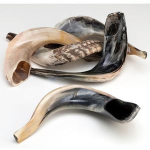 Shofar en corne de bélier naturelle, instrument religieux traditionnel, corne courbée polie faite à la main, trompette, objet d'art de collection - Product Image 3