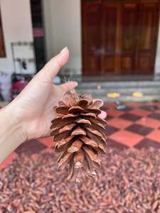 Piñas de Pino Naturales de Vietnam, Material Botánico Seco para Coronas Navideñas, Decoración de Árboles, Centros de Mesa, Manualidades y Diseño de Regalos - Product Image 1