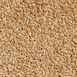 Blé de première qualité, soigneusement sélectionné, frais de la ferme, pour la transformation alimentaire, l'alimentation animale, export en vrac à prix compétitif - Product Image 1