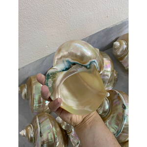 Coquille de turbo décorative faite à la main, naturelle et durable, pour la création artistique, la décoration et le style côtier - Product Image 6
