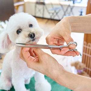 Juego de tijeras profesionales de acero inoxidable para el cuidado de mascotas, tijeras de metal para perros y gatos, GREEN SWIFT IND - Product Image 5