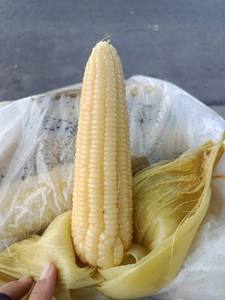 Boiled Sticky Rice Corn Vacuum Packed Ready to Eat Fresh Corn Cob Wholesale - Product Image 6