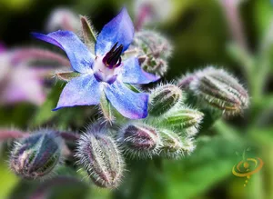 Aceite Portador de Borago Officinalis Prensado en Frío 1 KG, 100% Puro y Natural, No Sintético - Para Cuidado de la Piel y Mezclas de Aceites para Masajes - Product Image 6