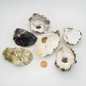 Conchas de Ostras Secas Vacías y Limpias al por Mayor, Mejores Conchas Naturales Reales de Ostras Marinas en Oferta - Product Image 2