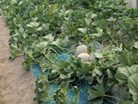 Bewonderenswaardige kwaliteit, perfect beoordeeld, verse meloenen, uitgebreide selectie, groene en rode vruchtvlees, voedsel, drank.