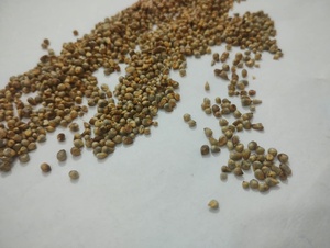 Reen Traders Mijo Verde No Modificado Genéticamente (Hara Bajra Pearl Millet) Grano Entero para Alimentación Animal y Consumo Humano, Larga Vida Útil - Product Image 3