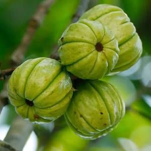 Factory Supply Garcinia Cambogia Fruit Natural Botanical Raw Material <b>for</b> Herbal Products Wholesale - Product Image 1